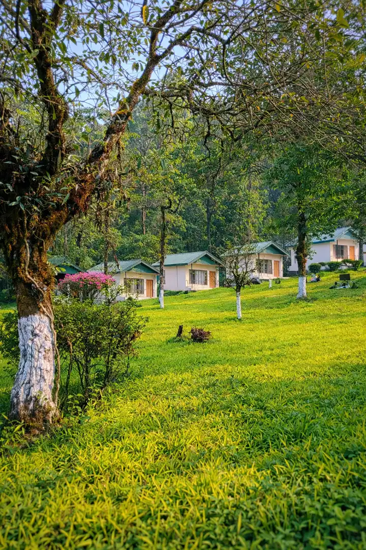 Lolaygoan forest trail near Rigsel Homestay, ideal for birdwatching and wildlife