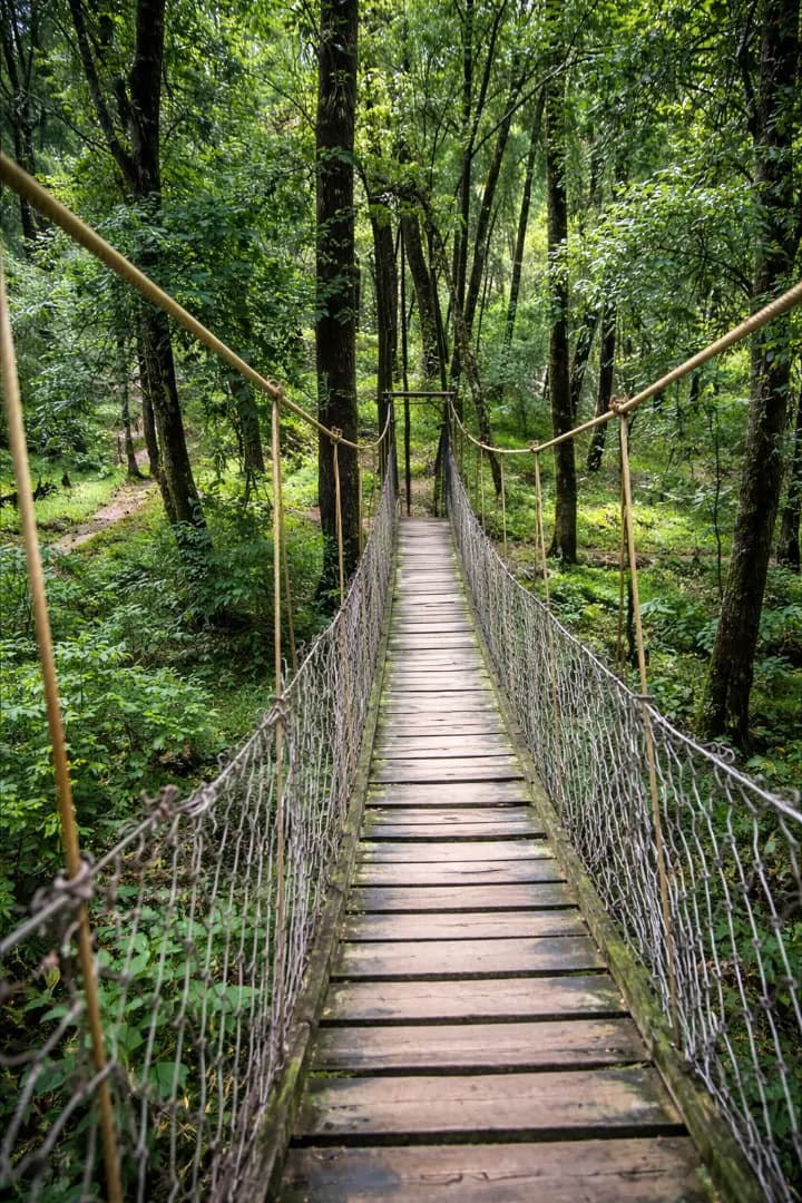 Misty pine forest and canopy walk in Lolegaon, Kalimpong